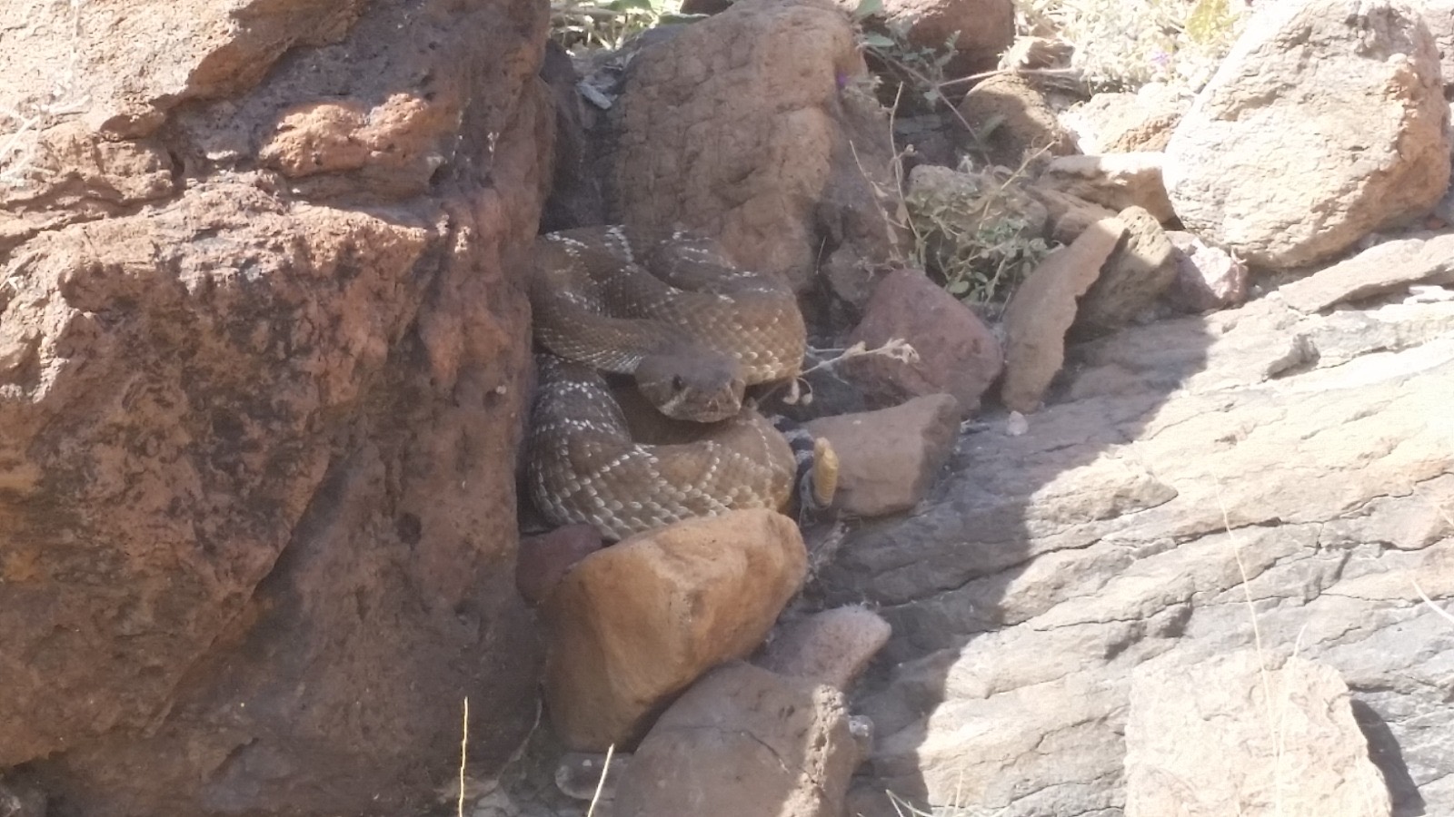 Serpiente entre rocas documentada en recorrido de fauna